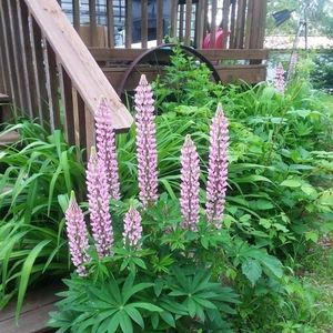 Meet your Posher, Marie